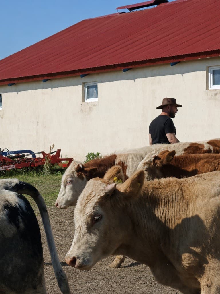 Kars Kurbanlık Büyükbaş ve Dana