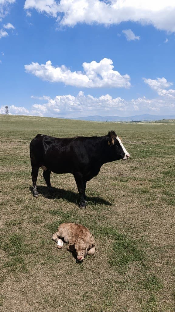 Merada inek ve buzağı