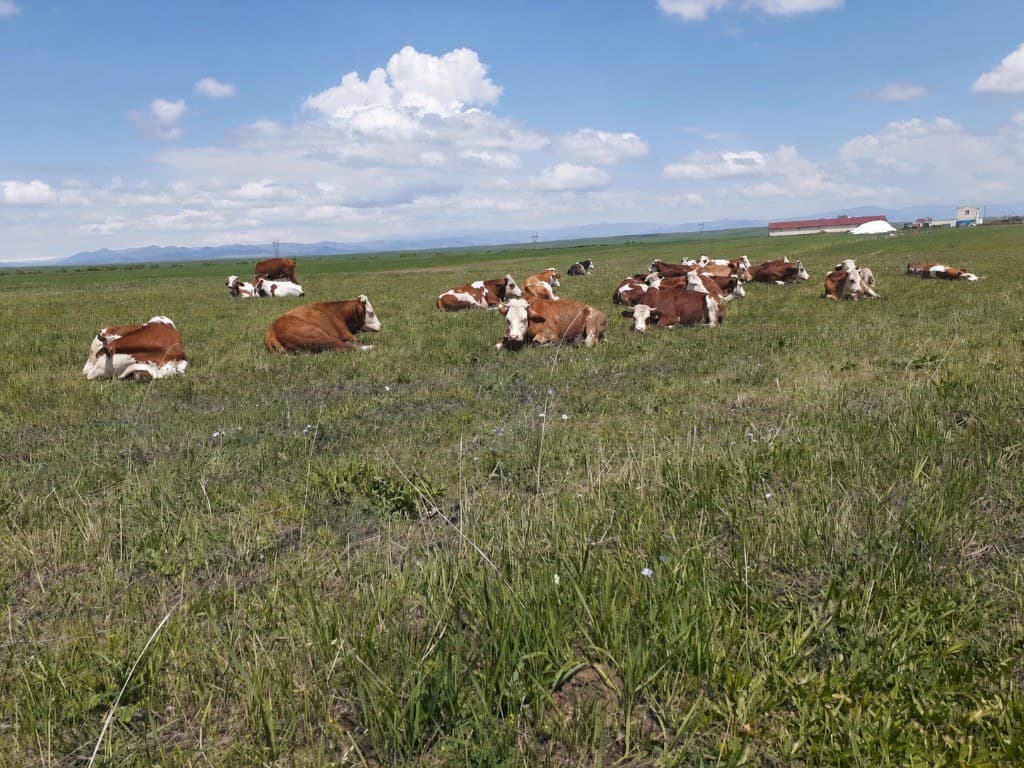 Kars Canlı Hayvan Satışı ve Büyükbaş Alım Satım