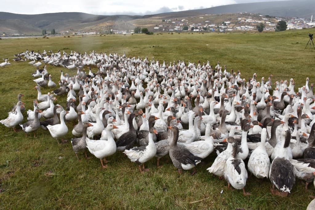 Canlı Kars Kazı Satışı